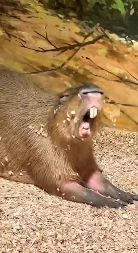 Getting my voice ready for Super Bowl 😂🤣😂