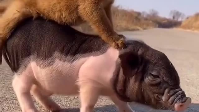Haha . So cute.