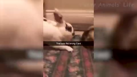 Funny animals vedio