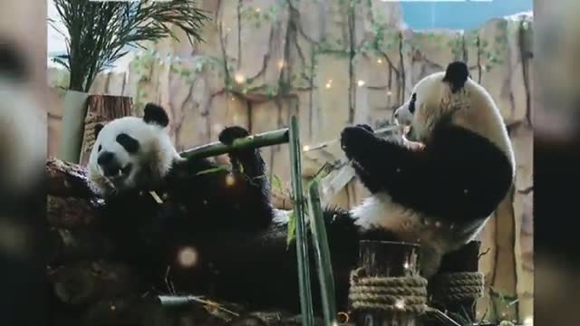 National treasure panda This is so cute