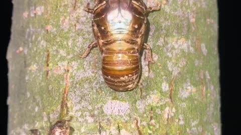 cicada/shelling/animal