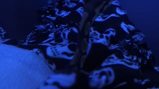 Royal Ball Python Periscoping