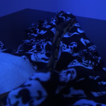 Royal Ball Python Periscoping