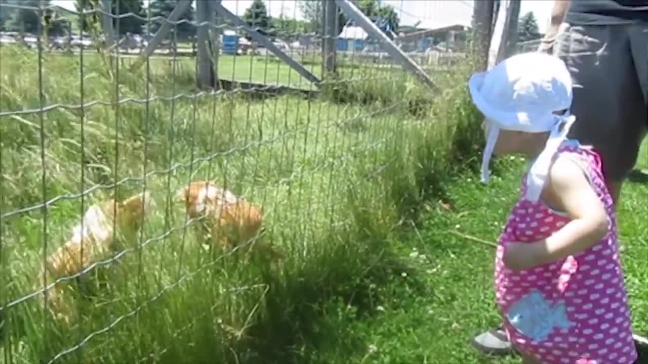 Funny Babies and Chicken Become Best Friend | Funny Babies and Pets Compilation