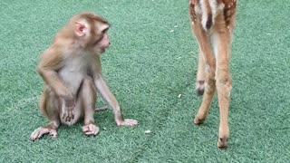 Monkey Makes Friends with Deer