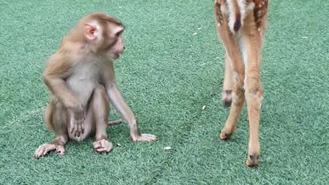 Monkey Makes Friends with Deer