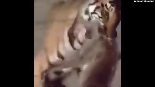 Animals fight😟 cheetahs vs lion 🦁