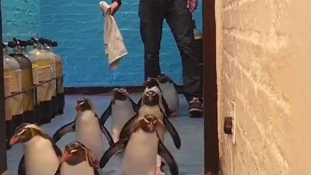 Group of penguins go for a walk and hop down some stairs...