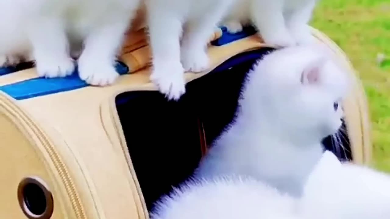 Handsome little White cat with blue eyes.