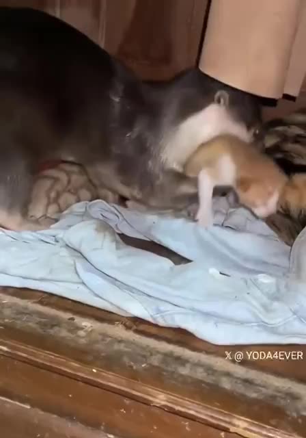 Otter helping out mother cat 😊😍