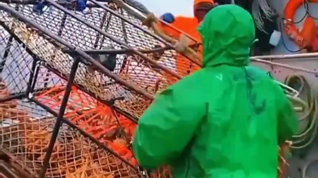This is how professionals harvest super large Alaskan crabs