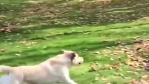 Unbelievable!!! Funny Dog Videos Try Not To Laugh 🦴🐕🐶✔️1