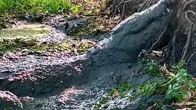 Saltwater crocodile nest to Just run 🐊😱 natures amazing animals