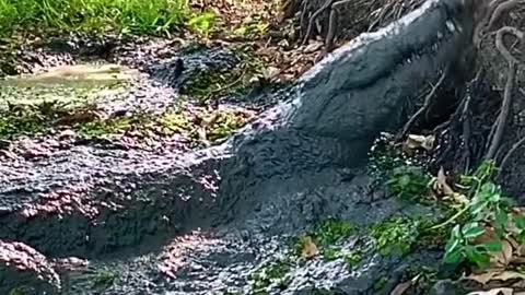 Saltwater crocodile nest to Just run 🐊😱 natures amazing animals