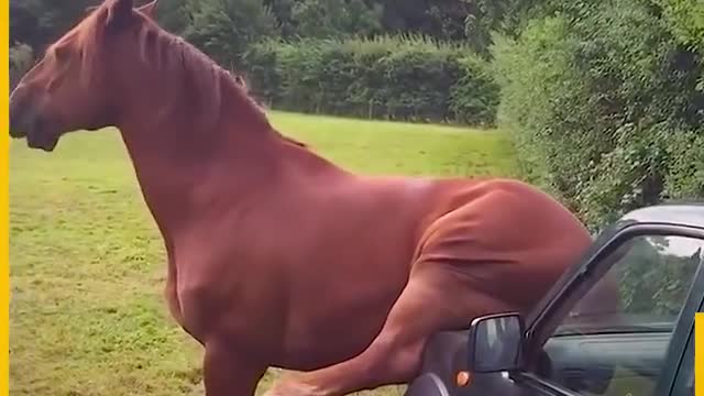 These horses are so cheeky!