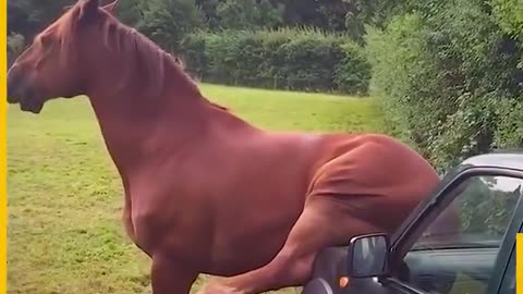 These horses are so cheeky!