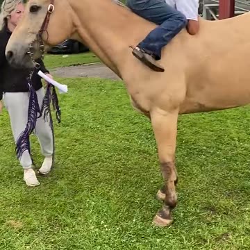 Gentle horse 🐎 allows climbing and sliding .....
