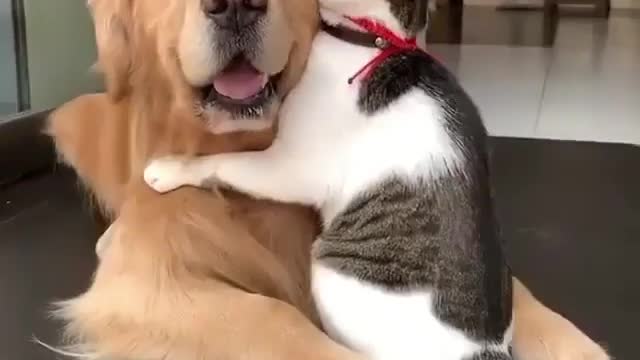 Dog cat love