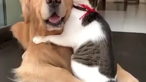 Dog cat love