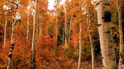 beauty of nature 4k 
