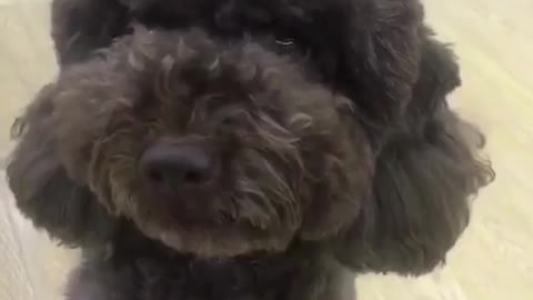 A dull grey dog