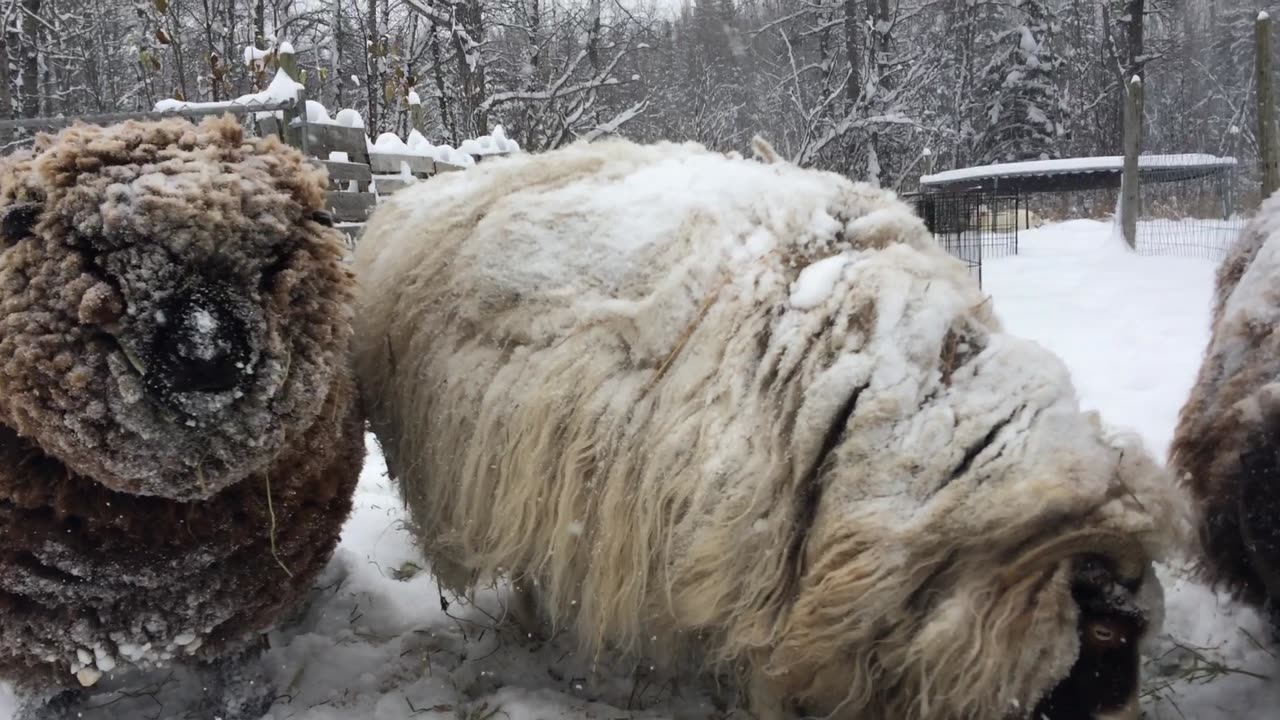 Sheep enjoying a little snack of oats