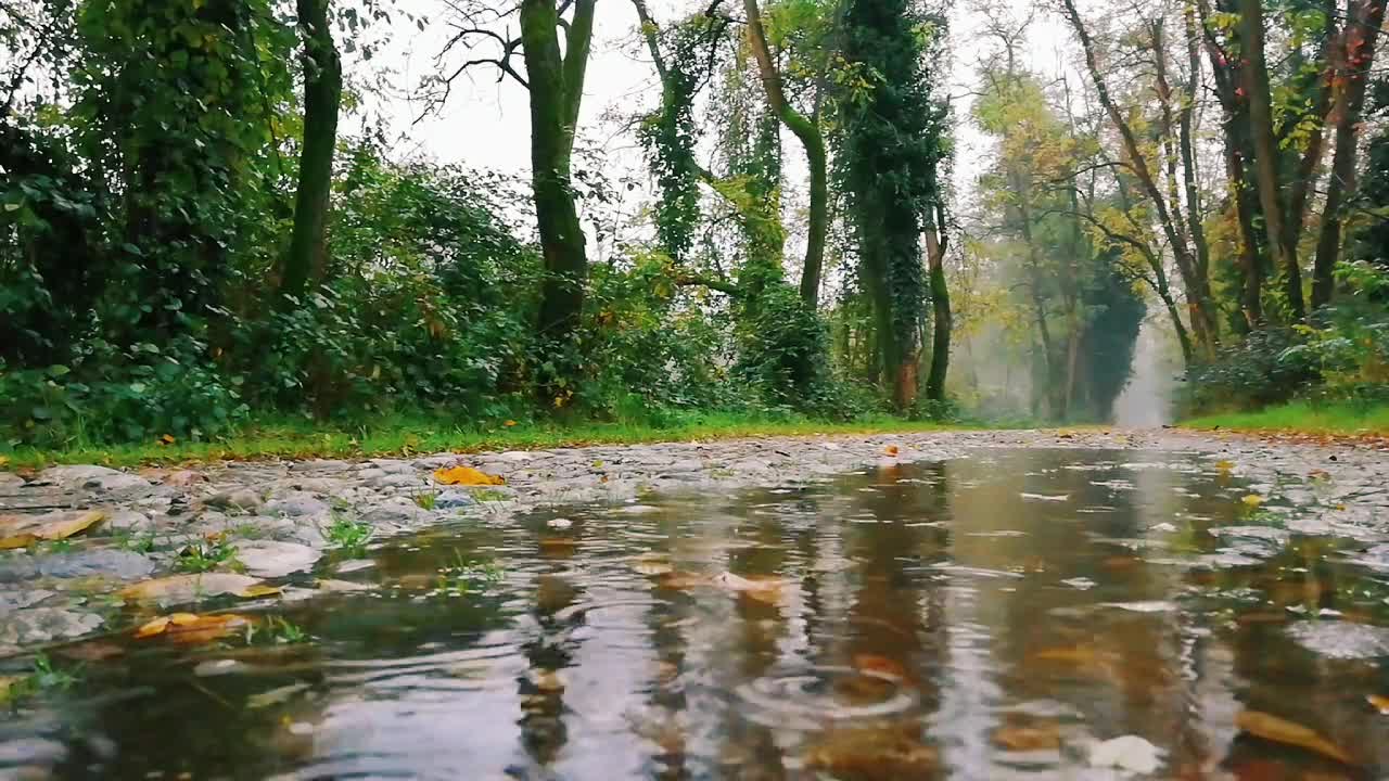 light rain in the middle of the forest, the sound of nature