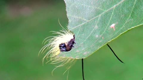 Caterpillar