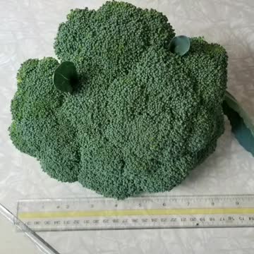 A Word About Electroculture