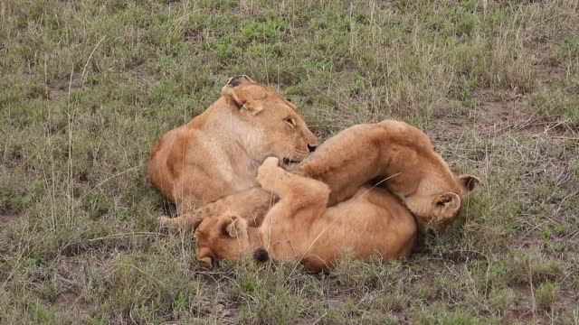 happy lion babies in family!