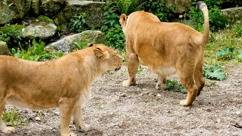 The most beautiful scenes of predatory lions