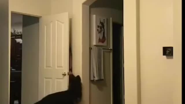 dog play hide and seek with hooman