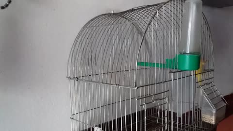 Domestic canary in a cage 1st