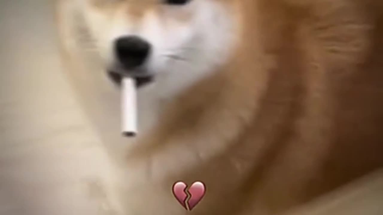 funny dog