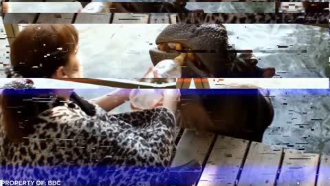 Lion Sees Her Adoptive Dad After 7 Years