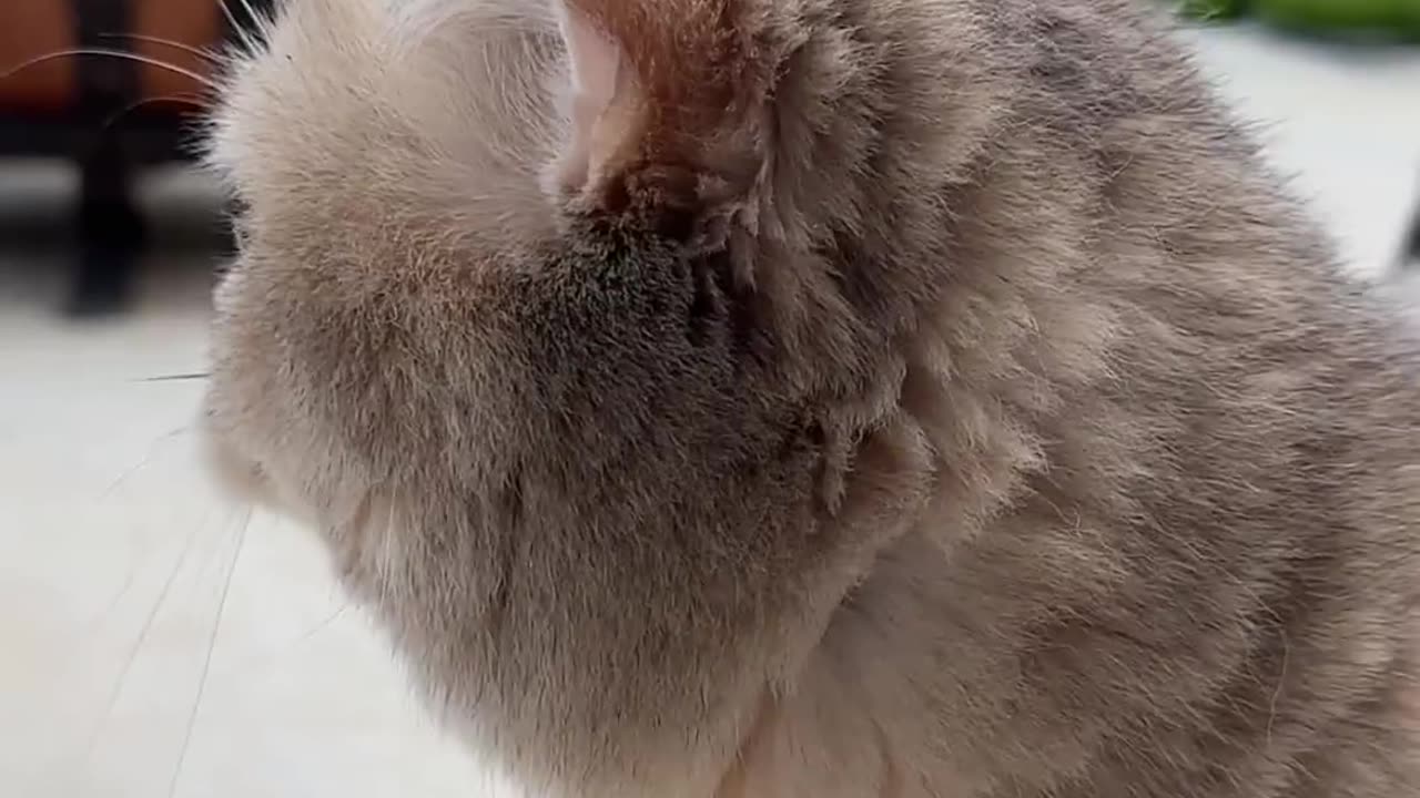 Meow cat funny videos 😂🤣