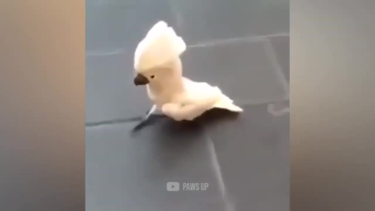 Funny Cute Parrot Barks Like A Dog...