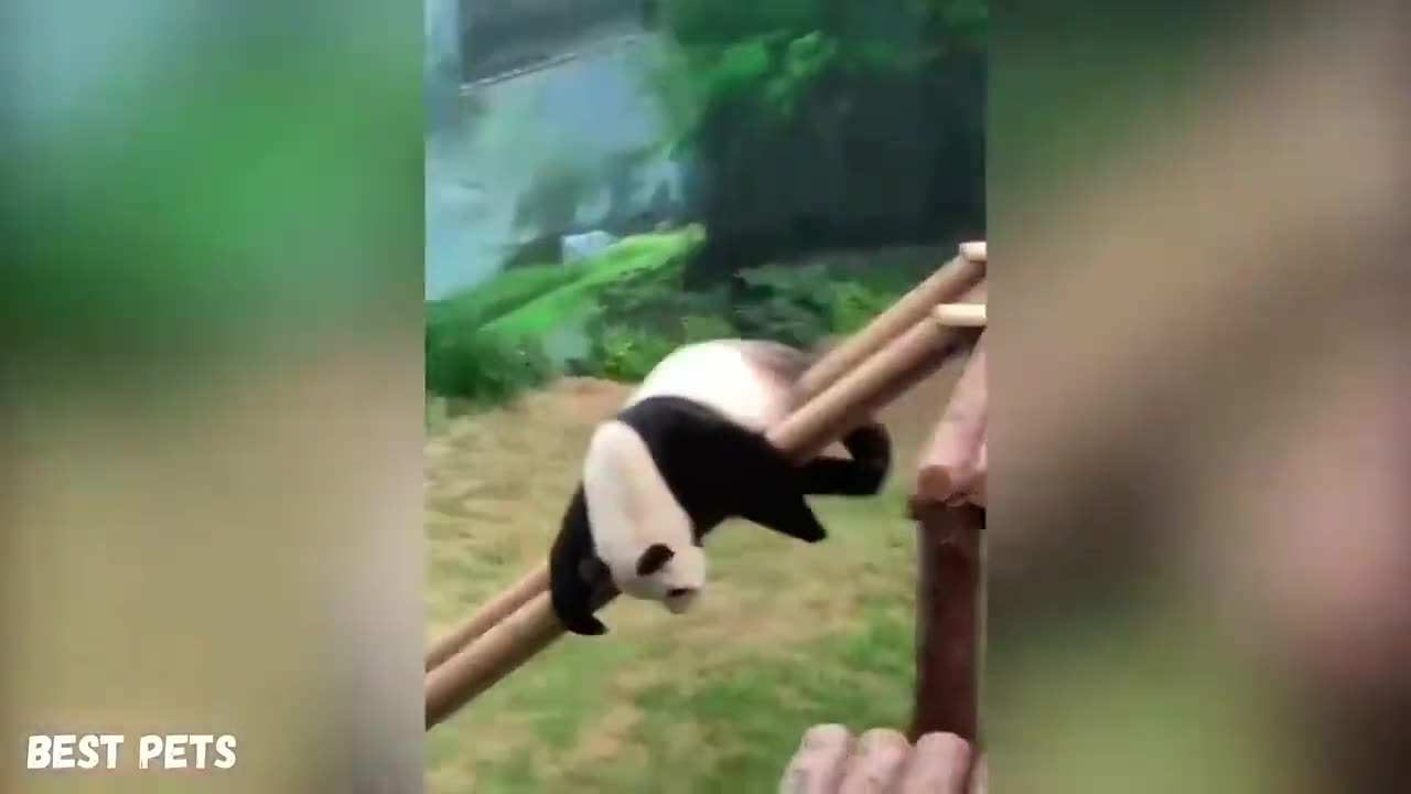 Panda compilation