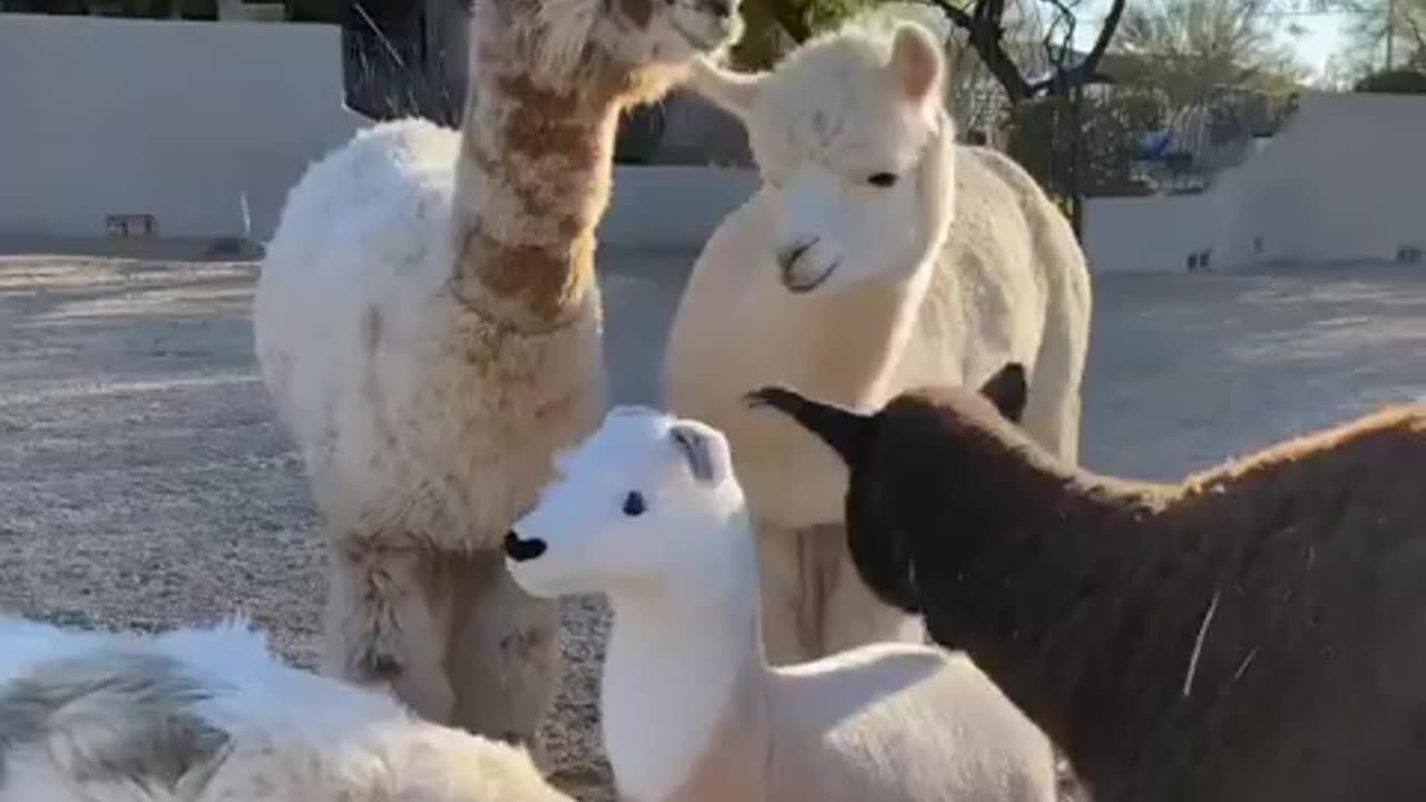 Alpaca Baby funny video