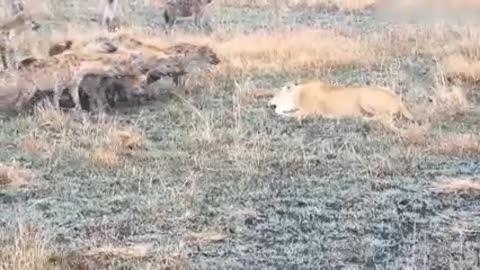 The Lion Vs Hyenas