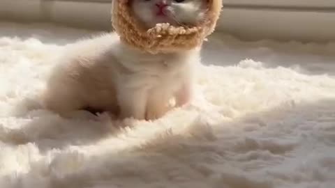 Cute and funny cat video.