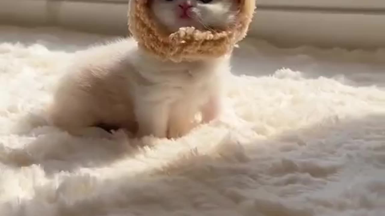 Cute and funny cat video.