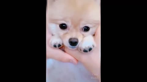 Puppy Cute Action