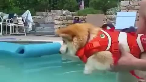 Dog want to swim