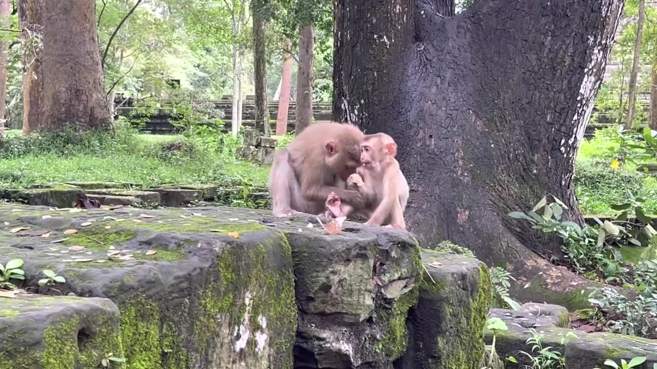 Baby puppies monkey