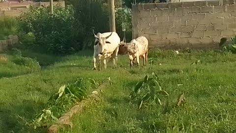 Terriorial fight between two cows tethered at tree on a ground