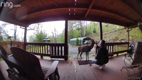 Deer 🦌NW NC at The Treehouse🌳 Lady’s first visit in two days Nearby guests have scary motorcycles