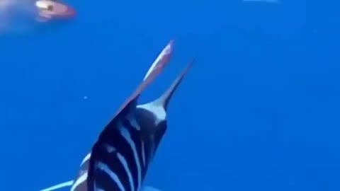 This is a beautiful and charming water-dwelling species