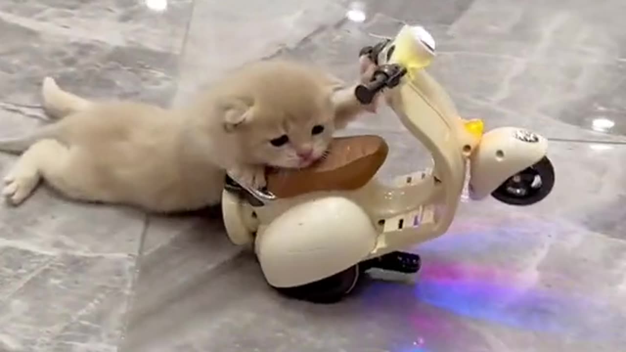 The Adventures of a Little Cat in His Little Car: A Heartwarming and Hilarious Tale