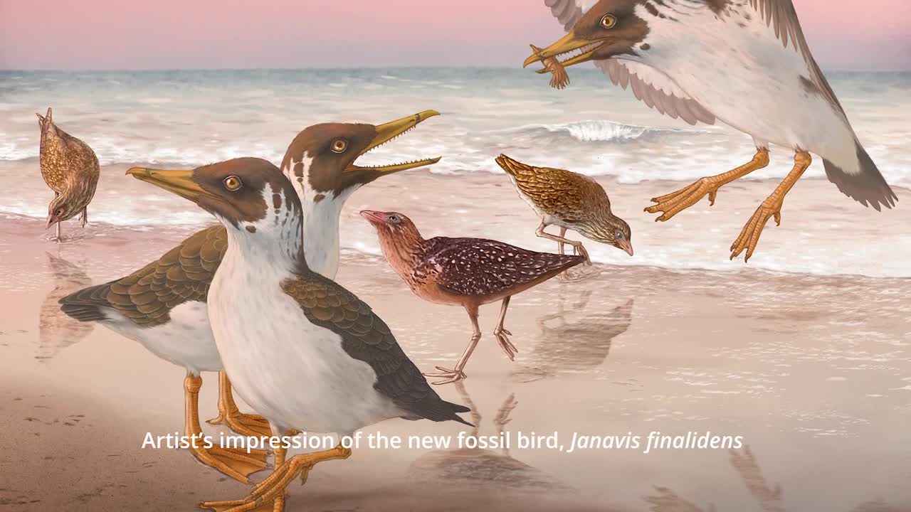 Janavis_ new species of toothed bird from the Age of Dinosaurs